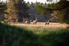 Besøg-hos-Thorbjørn_1255
