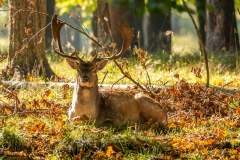 IMG_7511-6136_dyr-6100