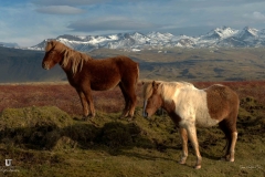 ICELAND-HORSES
