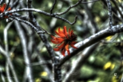 INDIA-FLOWER