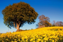 IMG_8455-Edit